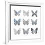 Butterfly Study II-Julia Bosco-Framed Art Print