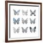 Butterfly Study II-Julia Bosco-Framed Art Print