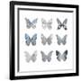 Butterfly Study II-Julia Bosco-Framed Art Print