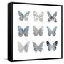 Butterfly Study II-Julia Bosco-Framed Stretched Canvas