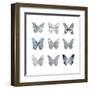 Butterfly Study II-Julia Bosco-Framed Art Print