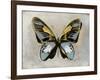 Butterfly Study II-Julia Bosco-Framed Art Print