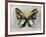 Butterfly Study II-Julia Bosco-Framed Art Print