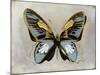 Butterfly Study II-Julia Bosco-Mounted Art Print