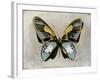 Butterfly Study II-Julia Bosco-Framed Art Print