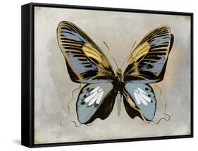 Butterfly Study II-Julia Bosco-Framed Stretched Canvas