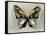 Butterfly Study II-Julia Bosco-Framed Stretched Canvas