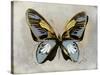 Butterfly Study II-Julia Bosco-Stretched Canvas
