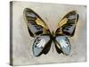 Butterfly Study II-Julia Bosco-Stretched Canvas