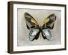 Butterfly Study II-Julia Bosco-Framed Art Print