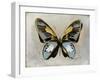 Butterfly Study II-Julia Bosco-Framed Art Print