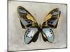 Butterfly Study II-Julia Bosco-Mounted Art Print