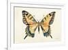 Butterfly Study II-Farida Zaman-Framed Art Print