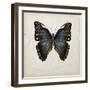 Butterfly Study III-Melissa Wang-Framed Art Print