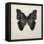 Butterfly Study III-Melissa Wang-Framed Stretched Canvas