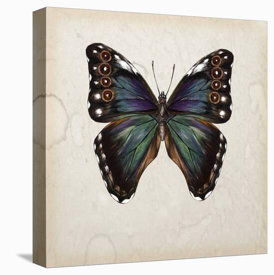 Butterfly Study III-Melissa Wang-Stretched Canvas