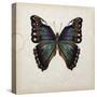 Butterfly Study III-Melissa Wang-Stretched Canvas