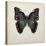 Butterfly Study III-Melissa Wang-Stretched Canvas