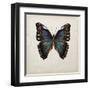 Butterfly Study III-Melissa Wang-Framed Art Print