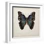 Butterfly Study III-Melissa Wang-Framed Art Print