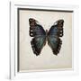 Butterfly Study III-Melissa Wang-Framed Art Print