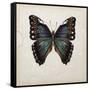 Butterfly Study III-Melissa Wang-Framed Stretched Canvas