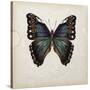 Butterfly Study III-Melissa Wang-Stretched Canvas