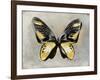 Butterfly Study III-Julia Bosco-Framed Art Print