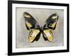 Butterfly Study III-Julia Bosco-Framed Art Print