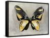Butterfly Study III-Julia Bosco-Framed Stretched Canvas