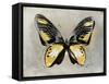 Butterfly Study III-Julia Bosco-Framed Stretched Canvas