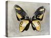 Butterfly Study III-Julia Bosco-Stretched Canvas