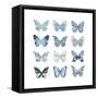 Butterfly Study in Blue I-Julia Bosco-Framed Stretched Canvas