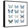 Butterfly Study in Blue I-Julia Bosco-Framed Stretched Canvas