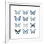 Butterfly Study in Blue I-Julia Bosco-Framed Art Print