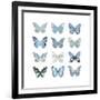 Butterfly Study in Blue I-Julia Bosco-Framed Art Print