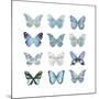 Butterfly Study in Blue I-Julia Bosco-Mounted Art Print