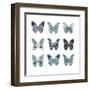 Butterfly Study in Blue II-Julia Bosco-Framed Art Print