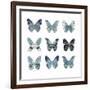 Butterfly Study in Blue II-Julia Bosco-Framed Art Print