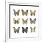 Butterfly Study in Gold I-Julia Bosco-Framed Art Print