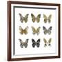 Butterfly Study in Gold I-Julia Bosco-Framed Art Print