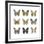 Butterfly Study in Gold I-Julia Bosco-Framed Art Print