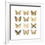 Butterfly Study in Gold II-Julia Bosco-Framed Art Print