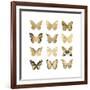 Butterfly Study in Gold II-Julia Bosco-Framed Art Print