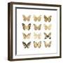 Butterfly Study in Gold II-Julia Bosco-Framed Art Print