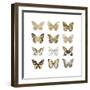 Butterfly Study in Gold III-Julia Bosco-Framed Art Print