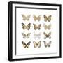 Butterfly Study in Gold III-Julia Bosco-Framed Art Print
