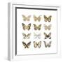 Butterfly Study in Gold III-Julia Bosco-Framed Art Print