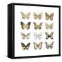 Butterfly Study in Gold III-Julia Bosco-Framed Stretched Canvas