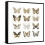 Butterfly Study in Gold III-Julia Bosco-Framed Stretched Canvas